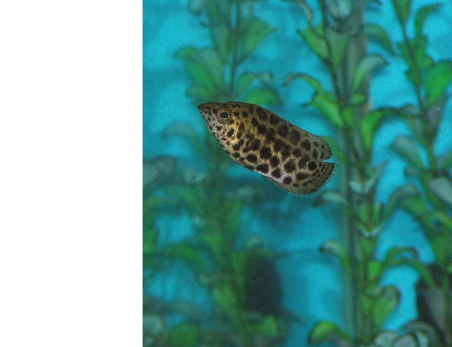 freshwater fish - ctenopoma acutirostre - leopard ctenopoma stocking in 110 gallons tank - Leopard Ctenopoma freshwater fish - ctenopoma acutirostre - leopard ctenopoma stocking in 110 gallons tank - Leopard Ctenopoma