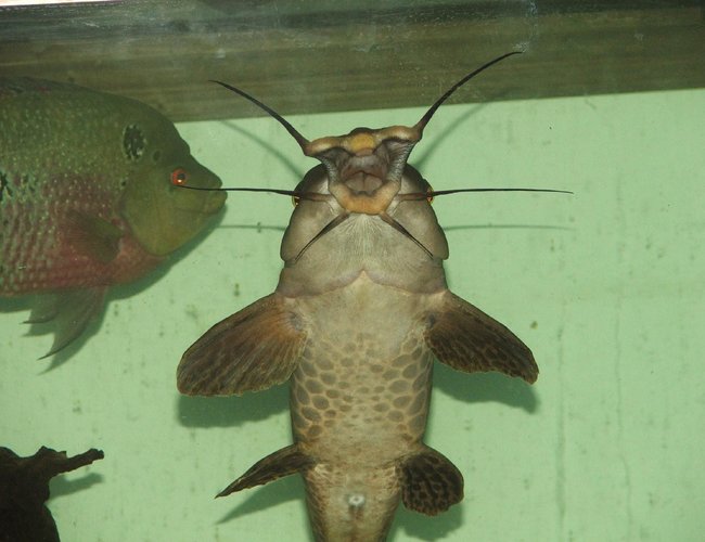 freshwater fish - auchenoglanis occidentalis - giraffe nosed catfish stocking in 110 gallons tank - 18in giraffe catfish lookin for some food freshwater fish - auchenoglanis occidentalis - giraffe nosed catfish stocking in 110 gallons tank - 18in giraffe catfish lookin for some food