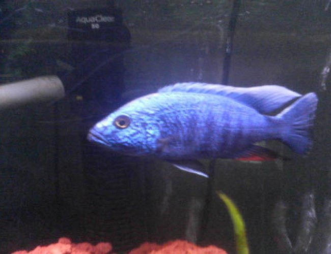 freshwater fish - sciaenochromis fryeri - electric blue hap stocking in 90 gallons tank - Blue Ahli. He is difficult to photograph because the light just radiates off of him. This is the best photo we got. He is about six inches long. We had a small Green Terror in the tank when we added Ahli. After seeing his size, our green terror developed a ravenous appetite and grew 3 inches in a few months. Once they became the same size it was time for green terror to move into his own tank. freshwater fish - sciaenochromis fryeri - electric blue hap stocking in 90 gallons tank - Blue Ahli. He is difficult to photograph because the light just radiates off of him. This is the best photo we got. He is about six inches long. We had a small Green Terror in the tank when we added Ahli. After seeing his size, our green terror developed a ravenous appetite and grew 3 inches in a few months. Once they became the same size it was time for green terror to move into his own tank.