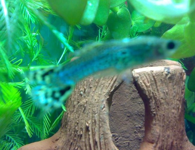 freshwater fish - poecilia reticulata - green cobra guppy stocking in 10 gallons tank - Guppy freshwater fish - poecilia reticulata - green cobra guppy stocking in 10 gallons tank - Guppy