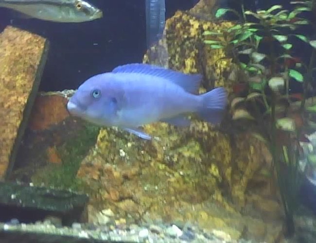 freshwater fish - cyrtocara moorii - blue dolphin cichlid stocking in 60 gallons tank - chillin freshwater fish - cyrtocara moorii - blue dolphin cichlid stocking in 60 gallons tank - chillin