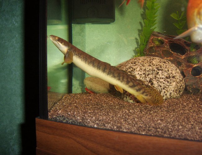 freshwater fish - polypterus senegalus - cuvier bichir stocking in 180 gallons tank - cuvier Bichir freshwater fish - polypterus senegalus - cuvier bichir stocking in 180 gallons tank - cuvier Bichir