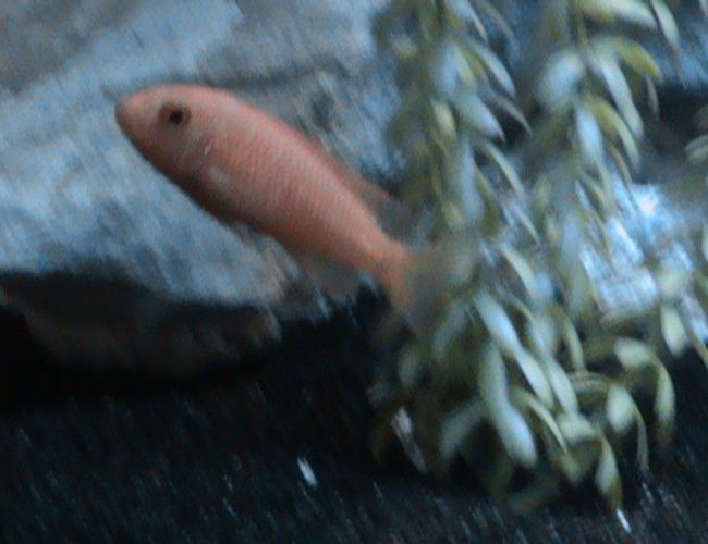 freshwater fish - pseudotropheus estherae - red zebra cichlid stocking in 29 gallons tank - Red Zebra Chiclid. in my new chiclid tank. freshwater fish - pseudotropheus estherae - red zebra cichlid stocking in 29 gallons tank - Red Zebra Chiclid. in my new chiclid tank.