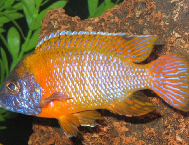freshwater fish - aulonocara rubescens - ruby red peacock stocking in 75 gallons tank - Aulonocara Rubescens Ruby Red Peacock freshwater fish - aulonocara rubescens - ruby red peacock stocking in 75 gallons tank - Aulonocara Rubescens Ruby Red Peacock