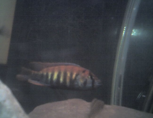 freshwater fish - pundamilia nyererei - nyererei hap stocking in 60 gallons tank - this is another picture of the nyererei freshwater fish - pundamilia nyererei - nyererei hap stocking in 60 gallons tank - this is another picture of the nyererei