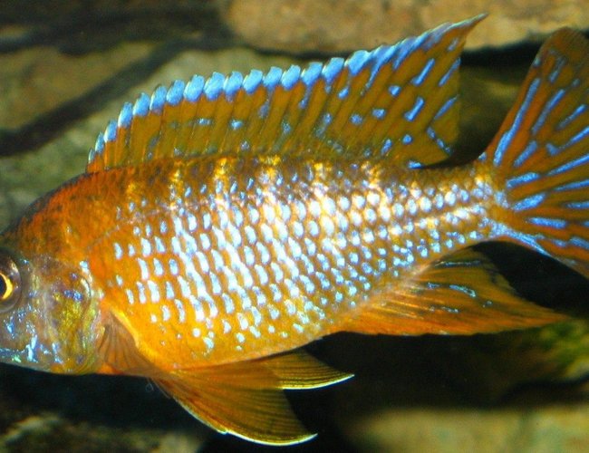freshwater fish - aulonocara rubescens - ruby red peacock stocking in 75 gallons tank - pic2 of my 3 inch german red peacock freshwater fish - aulonocara rubescens - ruby red peacock stocking in 75 gallons tank - pic2 of my 3 inch german red peacock