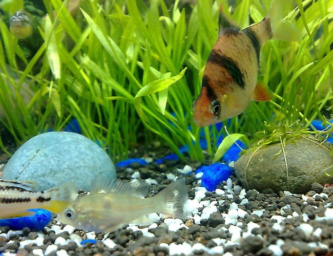 freshwater fish - puntius tetrazona - tiger barb stocking in 20 gallons tank - tiger barb and the smallest cichlid of the tank freshwater fish - puntius tetrazona - tiger barb stocking in 20 gallons tank - tiger barb and the smallest cichlid of the tank