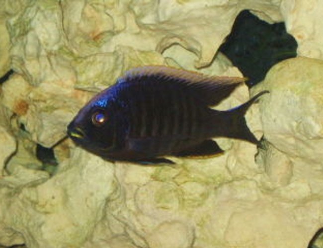 freshwater fish - copadichromis trewavasae - fireline mloto stocking in 125 gallons tank - MLOTO FIRELINE freshwater fish - copadichromis trewavasae - fireline mloto stocking in 125 gallons tank - MLOTO FIRELINE