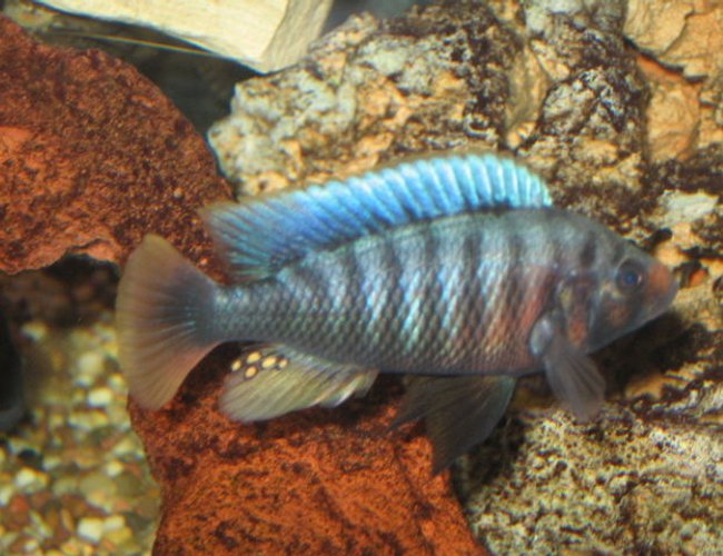 freshwater fish - pundamilia sp. - crimson tide stocking in 125 gallons tank - CRIMSON TIDE freshwater fish - pundamilia sp. - crimson tide stocking in 125 gallons tank - CRIMSON TIDE