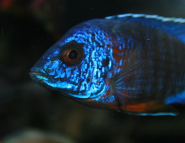freshwater fish - aulonocara stuartgranti - ngara flametail stocking in 210 gallons tank - look freshwater fish - aulonocara stuartgranti - ngara flametail stocking in 210 gallons tank - look