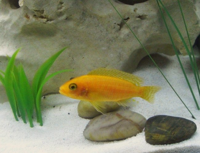 freshwater fish - pseudotropheus estherae - red zebra cichlid stocking in 20 gallons tank - Red Zebra Cichlid freshwater fish - pseudotropheus estherae - red zebra cichlid stocking in 20 gallons tank - Red Zebra Cichlid