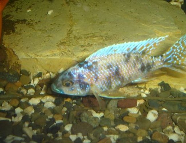 freshwater fish - labeotropheus fuelleborni - fuelleborni cichlid stocking in 70 gallons tank - cichlide freshwater fish - labeotropheus fuelleborni - fuelleborni cichlid stocking in 70 gallons tank - cichlide