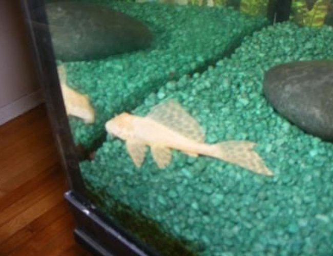 freshwater fish - pterygoplichthys scrophus - rhino pleco stocking in 80 gallons tank - albino Rhino Pleco freshwater fish - pterygoplichthys scrophus - rhino pleco stocking in 80 gallons tank - albino Rhino Pleco
