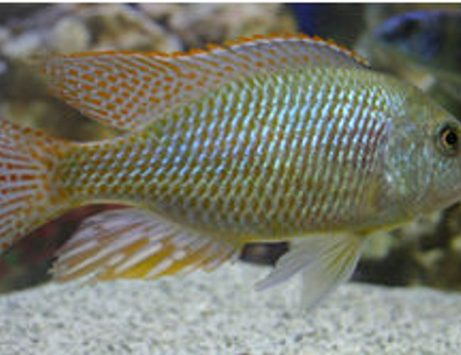 freshwater fish - tramitichromis intermedius - chisawasawa stocking in 90 gallons tank - Tramitichromis intermedius freshwater fish - tramitichromis intermedius - chisawasawa stocking in 90 gallons tank - Tramitichromis intermedius
