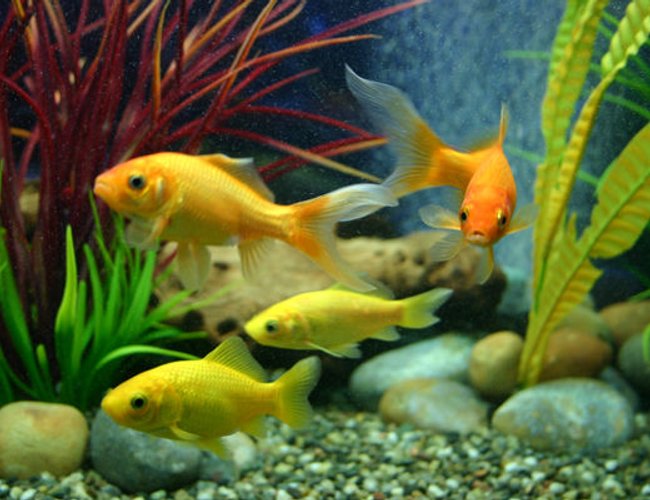 freshwater fish - carassius auratus - fantail goldfish stocking in 90 gallons tank - A few of my coldwater fish freshwater fish - carassius auratus - fantail goldfish stocking in 90 gallons tank - A few of my coldwater fish