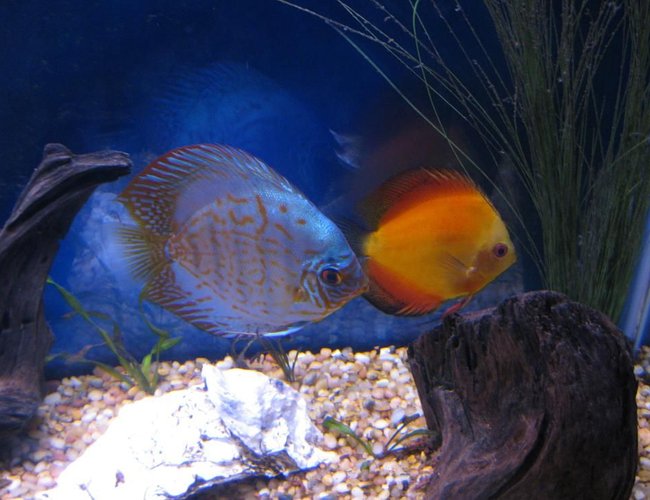 freshwater fish - symphysodon sp. - yellow marlboro discus stocking in 38 gallons tank - Discus
My 38 Gallon Aquarium, 3 Discus, 6 Tiger Barbs, 3 Chinese Algae Eaters, one Gold Nugget Pleco, and a Gold Chinese Algae Eater. I'm using a Marineland C-Series Multi Stage Canister Filter C-220, the best fiter out there. I personaly think this filter is better then the Eheim, because it allows no bypass, it forces the water through the filter media trays and not around them, all the other canisters allow 40% to 60%. freshwater fish - symphysodon sp. - yellow marlboro discus stocking in 38 gallons tank - Discus
My 38 Gallon Aquarium, 3 Discus, 6 Tiger Barbs, 3 Chinese Algae Eaters, one Gold Nugget Pleco, and a Gold Chinese Algae Eater. I'm using a Marineland C-Series Multi Stage Canister Filter C-220, the best fiter out there. I personaly think this filter is better then the Eheim, because it allows no bypass, it forces the water through the filter media trays and not around them, all the other canisters allow 40% to 60%.