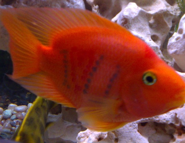 freshwater fish - heros severus x amphilophus citrinellum - blood parrot stocking in 46 gallons tank - My I love U parrotfish freshwater fish - heros severus x amphilophus citrinellum - blood parrot stocking in 46 gallons tank - My I love U parrotfish