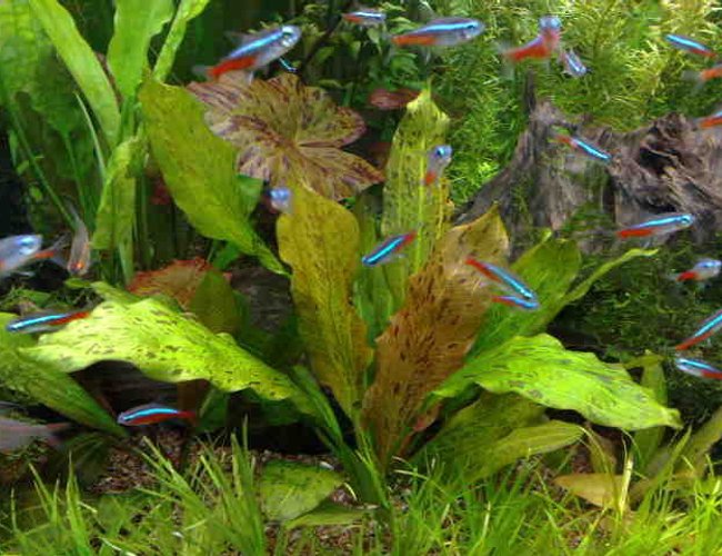 freshwater fish - paracheirodon innesi - neon tetra jumbo stocking in 85 gallons tank - MY NEW AGE OF AQUA freshwater fish - paracheirodon innesi - neon tetra jumbo stocking in 85 gallons tank - MY NEW AGE OF AQUA