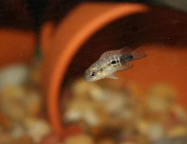 freshwater fish - herichthys carpinte - green texas cichlid stocking in 55 gallons tank - baby texas cichlid! freshwater fish - herichthys carpinte - green texas cichlid stocking in 55 gallons tank - baby texas cichlid!