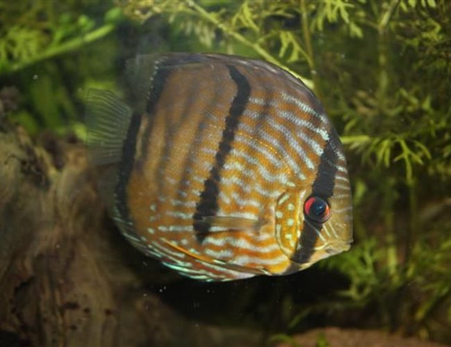 freshwater fish - symphysodon aequifasciata - wild caught discus stocking in 350 gallons tank - Discus Fish (wild) from peru freshwater fish - symphysodon aequifasciata - wild caught discus stocking in 350 gallons tank - Discus Fish (wild) from peru