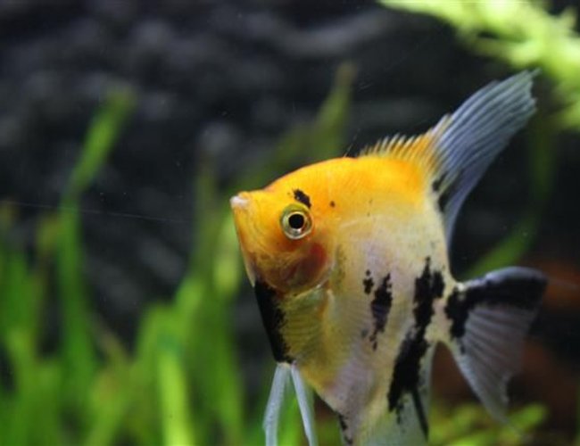 freshwater fish - pterophyllum sp. - koi angel stocking in 350 gallons tank - angelfish freshwater fish - pterophyllum sp. - koi angel stocking in 350 gallons tank - angelfish