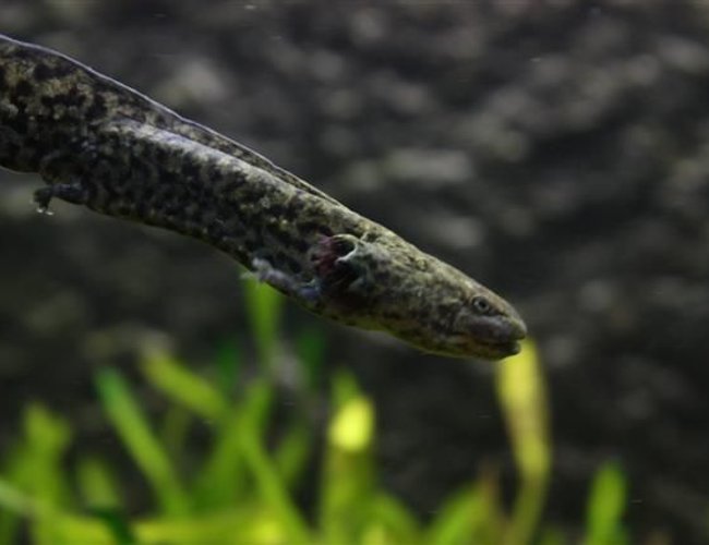 freshwater fish - ambystoma mexicanum - axolotl stocking in 350 gallons tank - Axolotl freshwater fish - ambystoma mexicanum - axolotl stocking in 350 gallons tank - Axolotl