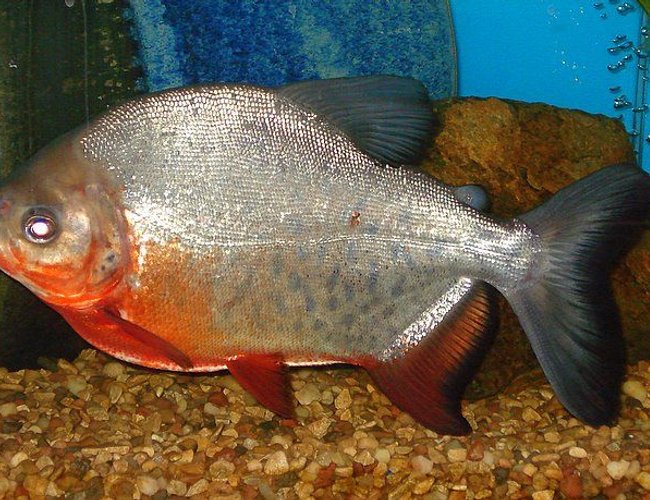 freshwater fish - piaractus brachypomum - red belly pacu stocking in 75 gallons tank - PACU IS GROWING UP...i GUESS IT IS ALL OF THE PEANUTS WE FEED HIM ! freshwater fish - piaractus brachypomum - red belly pacu stocking in 75 gallons tank - PACU IS GROWING UP...i GUESS IT IS ALL OF THE PEANUTS WE FEED HIM !