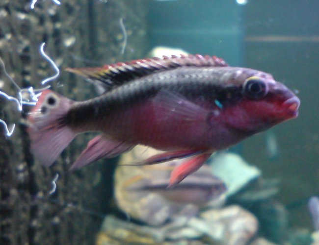 freshwater fish - pelvicachromis pulcher - kribensis cichlid stocking in 64 gallons tank - Nigerian Red Kribensis freshwater fish - pelvicachromis pulcher - kribensis cichlid stocking in 64 gallons tank - Nigerian Red Kribensis