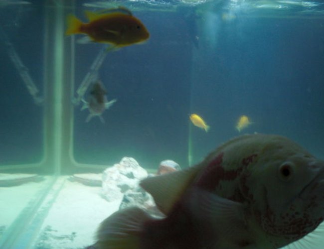 freshwater fish - astronotus ocellatus - tiger oscar, albino stocking in 80 gallons tank - Oscar up close freshwater fish - astronotus ocellatus - tiger oscar, albino stocking in 80 gallons tank - Oscar up close