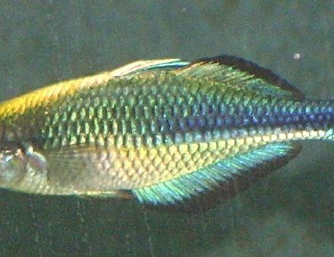 freshwater fish - melanotaenia lacustris - turquoise rainbow stocking in 72 gallons tank - A young and beautiful Melanotaenia Lacustris male aka Lake Kutubu rainbowfish, Blue rainbowfish, Turquoise rainbowfish freshwater fish - melanotaenia lacustris - turquoise rainbow stocking in 72 gallons tank - A young and beautiful Melanotaenia Lacustris male aka Lake Kutubu rainbowfish, Blue rainbowfish, Turquoise rainbowfish