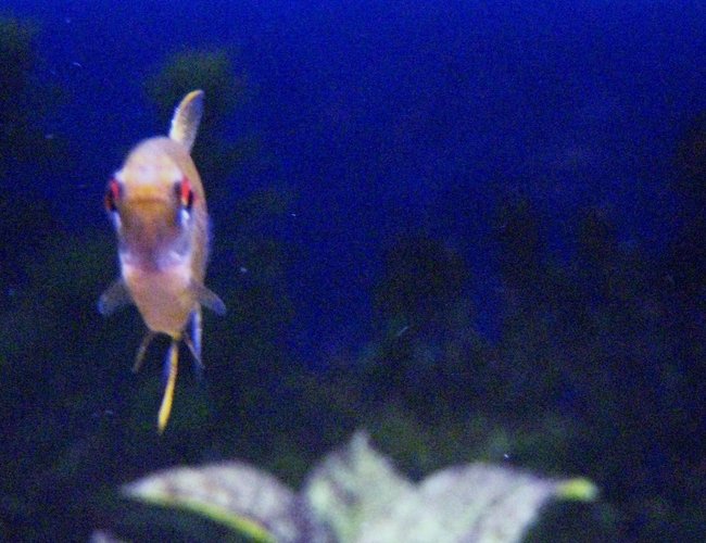 freshwater fish - hyphessobrycon pulchripinnis - lemon tetra stocking in 29 gallons tank - Lemon Tetra posing for a picture. freshwater fish - hyphessobrycon pulchripinnis - lemon tetra stocking in 29 gallons tank - Lemon Tetra posing for a picture.