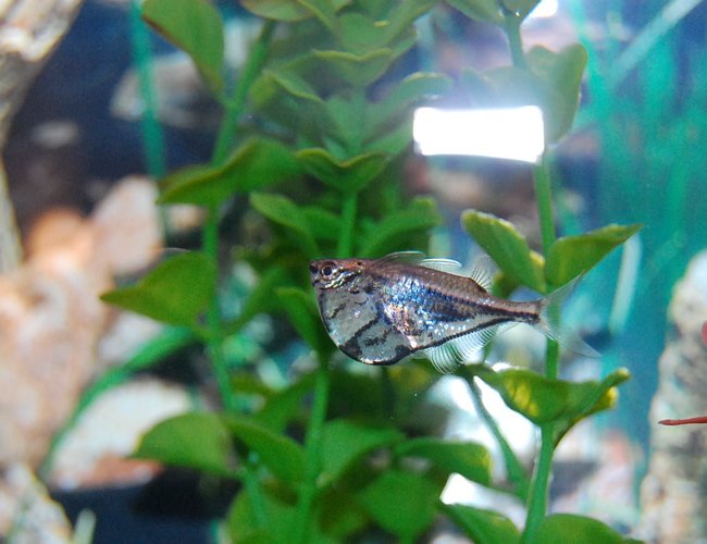 freshwater fish - carnegiella strigata - marble hatchet stocking in 29 gallons tank - Marbeld Hatchetfish freshwater fish - carnegiella strigata - marble hatchet stocking in 29 gallons tank - Marbeld Hatchetfish