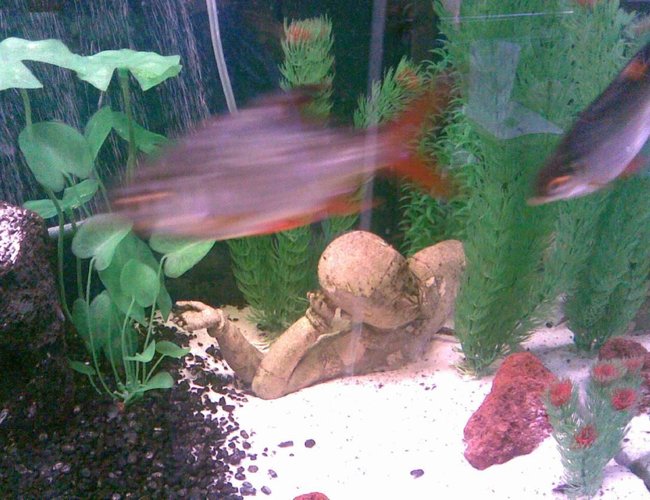 freshwater fish - barbus schwanefeldi - tinfoil red tail barb stocking in 125 gallons tank - Tinfoil Barb freshwater fish - barbus schwanefeldi - tinfoil red tail barb stocking in 125 gallons tank - Tinfoil Barb