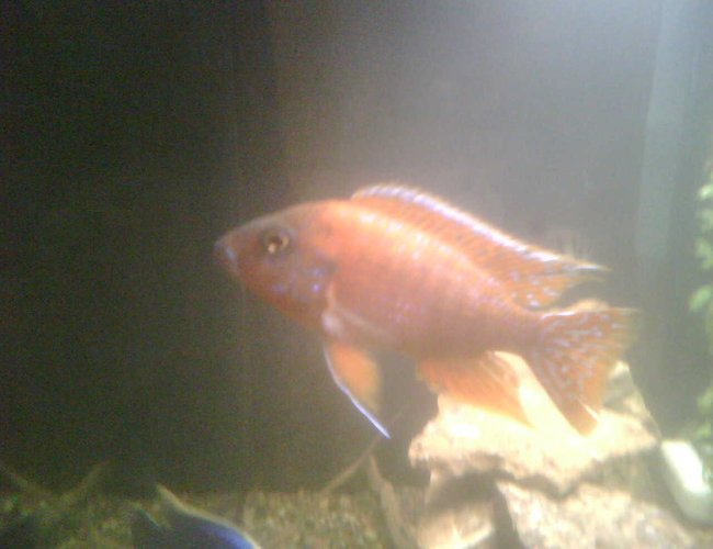 freshwater fish - aulonocara rubescens - ruby red peacock stocking in 65 gallons tank - Our ruby red peacock cichlid. Nice and orange, bot 4 inches or so, close to a year old. freshwater fish - aulonocara rubescens - ruby red peacock stocking in 65 gallons tank - Our ruby red peacock cichlid. Nice and orange, bot 4 inches or so, close to a year old.