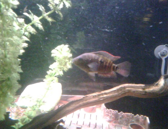 freshwater fish - thorichthys meeki - firemouth cichlid stocking in 65 gallons tank - Young Jack. freshwater fish - thorichthys meeki - firemouth cichlid stocking in 65 gallons tank - Young Jack.