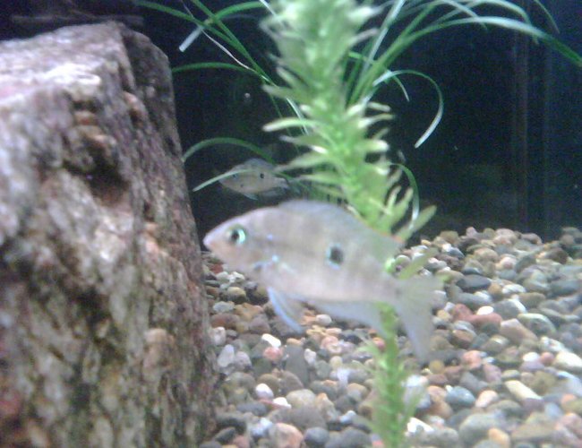freshwater fish - thorichthys meeki - firemouth cichlid stocking in 65 gallons tank - Young Firemouth freshwater fish - thorichthys meeki - firemouth cichlid stocking in 65 gallons tank - Young Firemouth