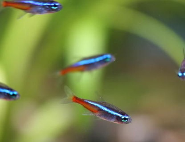 freshwater fish - paracheirodon innesi - neon tetra jumbo stocking in 50 gallons tank - Neon tetra freshwater fish - paracheirodon innesi - neon tetra jumbo stocking in 50 gallons tank - Neon tetra