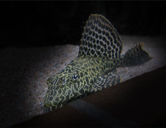 freshwater fish - glyptoperichthys gibbiceps - sailfin pleco (l-83) stocking in 127 gallons tank - Gibbicept freshwater fish - glyptoperichthys gibbiceps - sailfin pleco (l-83) stocking in 127 gallons tank - Gibbicept