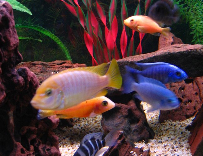 freshwater fish - maylandia hajomaylandi - hajomaylandi stocking in 75 gallons tank - Fish on parade. ( Left to right ) Hajomaylandi, Dragonblood Peacock, Frontosa, Cobalt Blue, Electric Blue with Red Zebra & Stuartgranti above & Leleupi underneath. freshwater fish - maylandia hajomaylandi - hajomaylandi stocking in 75 gallons tank - Fish on parade. ( Left to right ) Hajomaylandi, Dragonblood Peacock, Frontosa, Cobalt Blue, Electric Blue with Red Zebra & Stuartgranti above & Leleupi underneath.