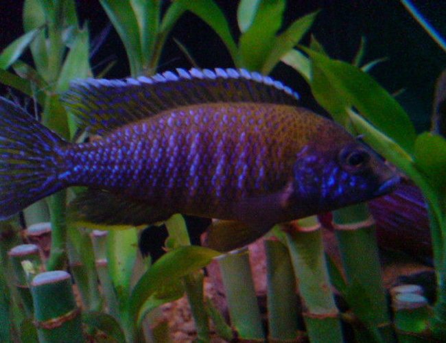 freshwater fish - aulonocara hansbaenschi - red peacock cichlid stocking in 160 gallons tank - peacock Cichlid freshwater fish - aulonocara hansbaenschi - red peacock cichlid stocking in 160 gallons tank - peacock Cichlid