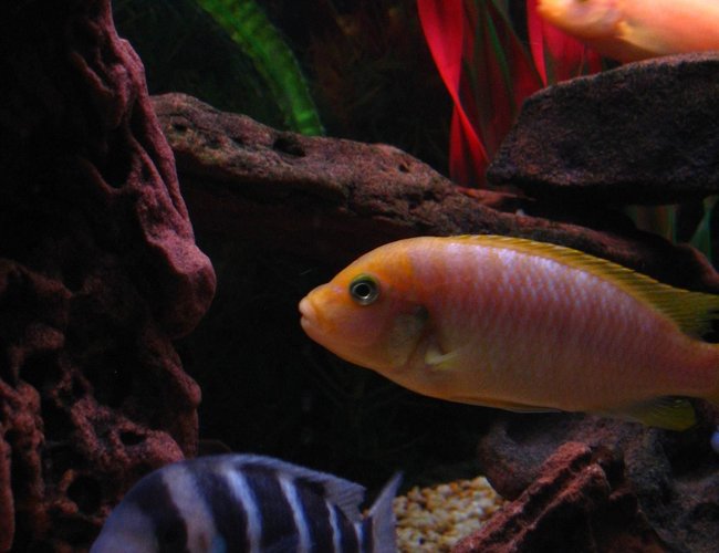 freshwater fish - maylandia hajomaylandi - hajomaylandi stocking in 75 gallons tank - Frontosa, Hajomaylandi & Red Zebra. freshwater fish - maylandia hajomaylandi - hajomaylandi stocking in 75 gallons tank - Frontosa, Hajomaylandi & Red Zebra.