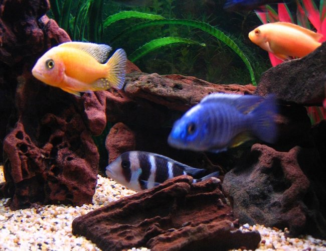 freshwater fish - aulonocara sp. - dragon blood peacock stocking in 75 gallons tank - Dragonblood Peacock & Electric Blue front, Frontosa underneath, Mbamba being chased by my Demasoni rear and Red Zebra. freshwater fish - aulonocara sp. - dragon blood peacock stocking in 75 gallons tank - Dragonblood Peacock & Electric Blue front, Frontosa underneath, Mbamba being chased by my Demasoni rear and Red Zebra.