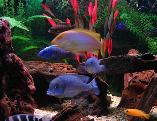 freshwater fish - maylandia hajomaylandi - hajomaylandi stocking in 75 gallons tank - There's always one fish that moves when you are trying to take a photo isn't there...
(Left to right) Frontosa, Blue Dolphin, Electric Blue,Stuartgranti, Compressiceps, Hajomaylandi, Cobalt Blue, 2nd Electric Blue, Red Zebra, Leleupi. freshwater fish - maylandia hajomaylandi - hajomaylandi stocking in 75 gallons tank - There's always one fish that moves when you are trying to take a photo isn't there...
(Left to right) Frontosa, Blue Dolphin, Electric Blue,Stuartgranti, Compressiceps, Hajomaylandi, Cobalt Blue, 2nd Electric Blue, Red Zebra, Leleupi.