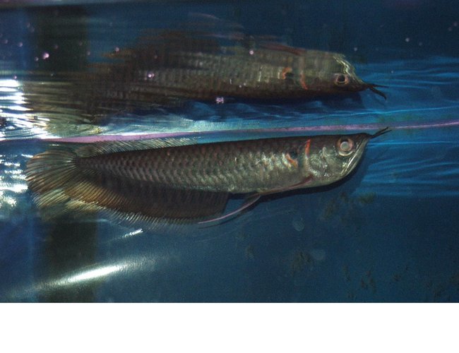 freshwater fish - osteoglossum bicirrhosum - silver arowana stocking in 110 gallons tank - New Silver Arowana freshwater fish - osteoglossum bicirrhosum - silver arowana stocking in 110 gallons tank - New Silver Arowana