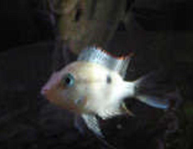 freshwater fish - thorichthys meeki - firemouth cichlid stocking in 20 gallons tank - My Firemouth freshwater fish - thorichthys meeki - firemouth cichlid stocking in 20 gallons tank - My Firemouth