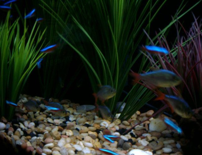 freshwater fish - hyphessobrycon colimbianus - red/blue columbian tetra stocking in 55 gallons tank - Columbian Tetras and Cardinal Tetras freshwater fish - hyphessobrycon colimbianus - red/blue columbian tetra stocking in 55 gallons tank - Columbian Tetras and Cardinal Tetras