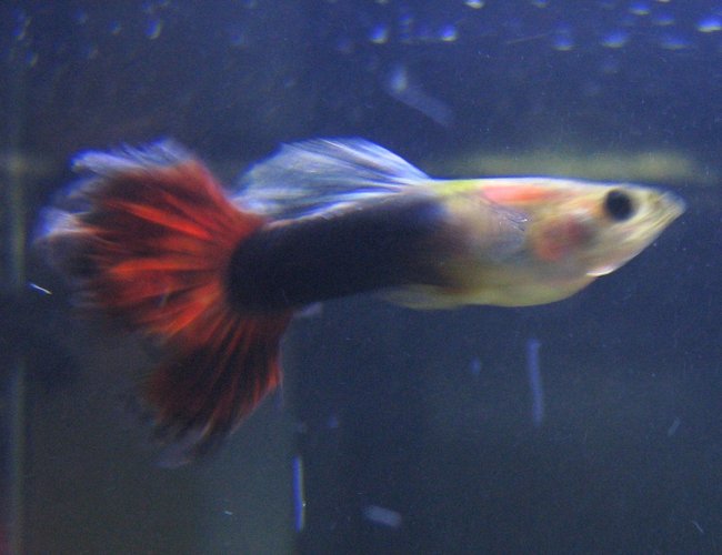 freshwater fish - poecilia reticulata - blue delta guppy stocking in 29 gallons tank - guppy freshwater fish - poecilia reticulata - blue delta guppy stocking in 29 gallons tank - guppy