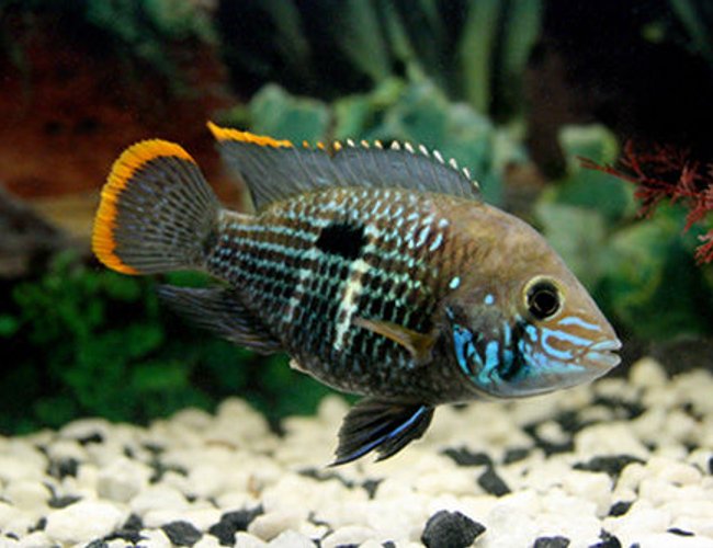 freshwater fish - aequidens rivulatus - green terror stocking in 17 gallons tank - Green Terror freshwater fish - aequidens rivulatus - green terror stocking in 17 gallons tank - Green Terror