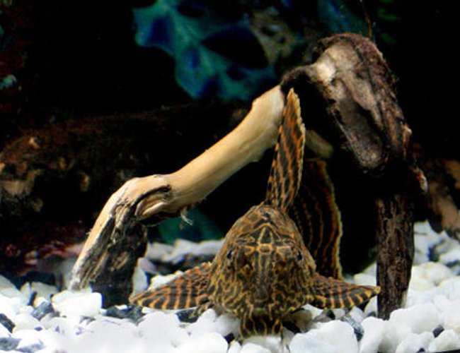 freshwater fish - glyptoperichthys gibbiceps - sailfin pleco (l-83) stocking in 17 gallons tank - Gibbicept freshwater fish - glyptoperichthys gibbiceps - sailfin pleco (l-83) stocking in 17 gallons tank - Gibbicept