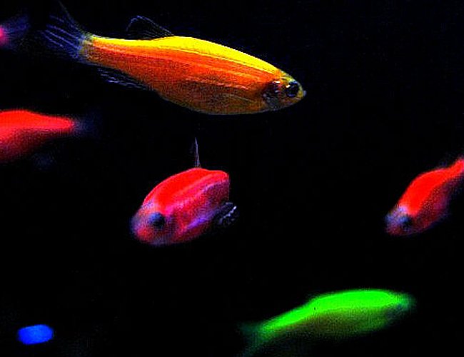 freshwater fish - puntius conchonius - rosy barb stocking in 29 gallons tank - 29 gallon Bio cube pics freshwater fish - puntius conchonius - rosy barb stocking in 29 gallons tank - 29 gallon Bio cube pics